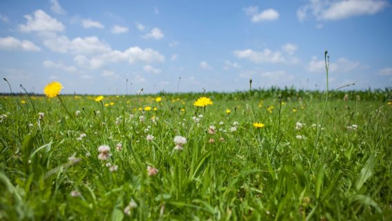 Waterwingebied natuur