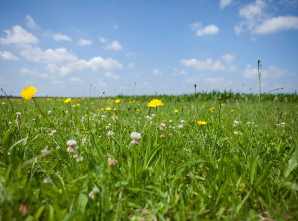 Waterwingebied natuur