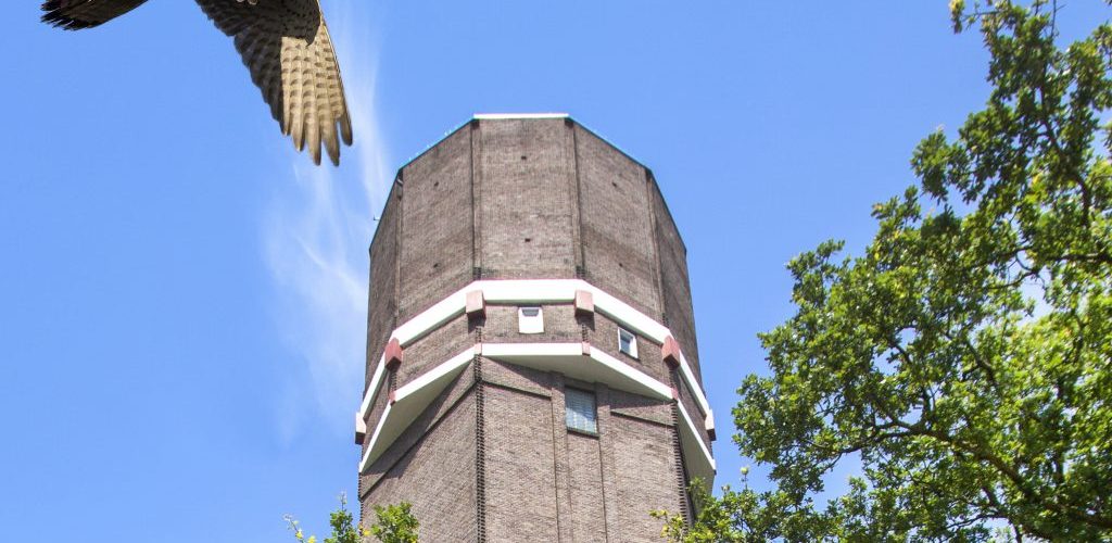 Torenvalk Hoogeveen
