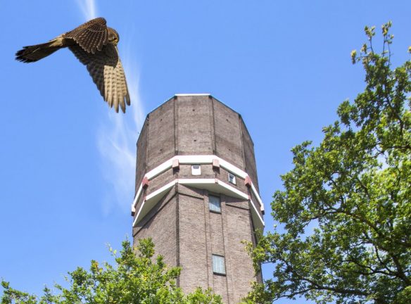 Torenvalk Hoogeveen