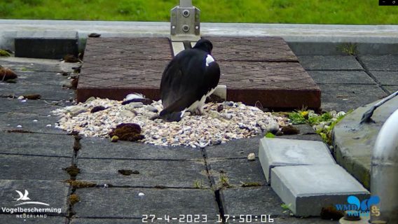 Scholeksters in Assen