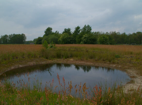 waterwingebied Zuidwolde
