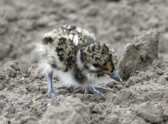 jonge kievit